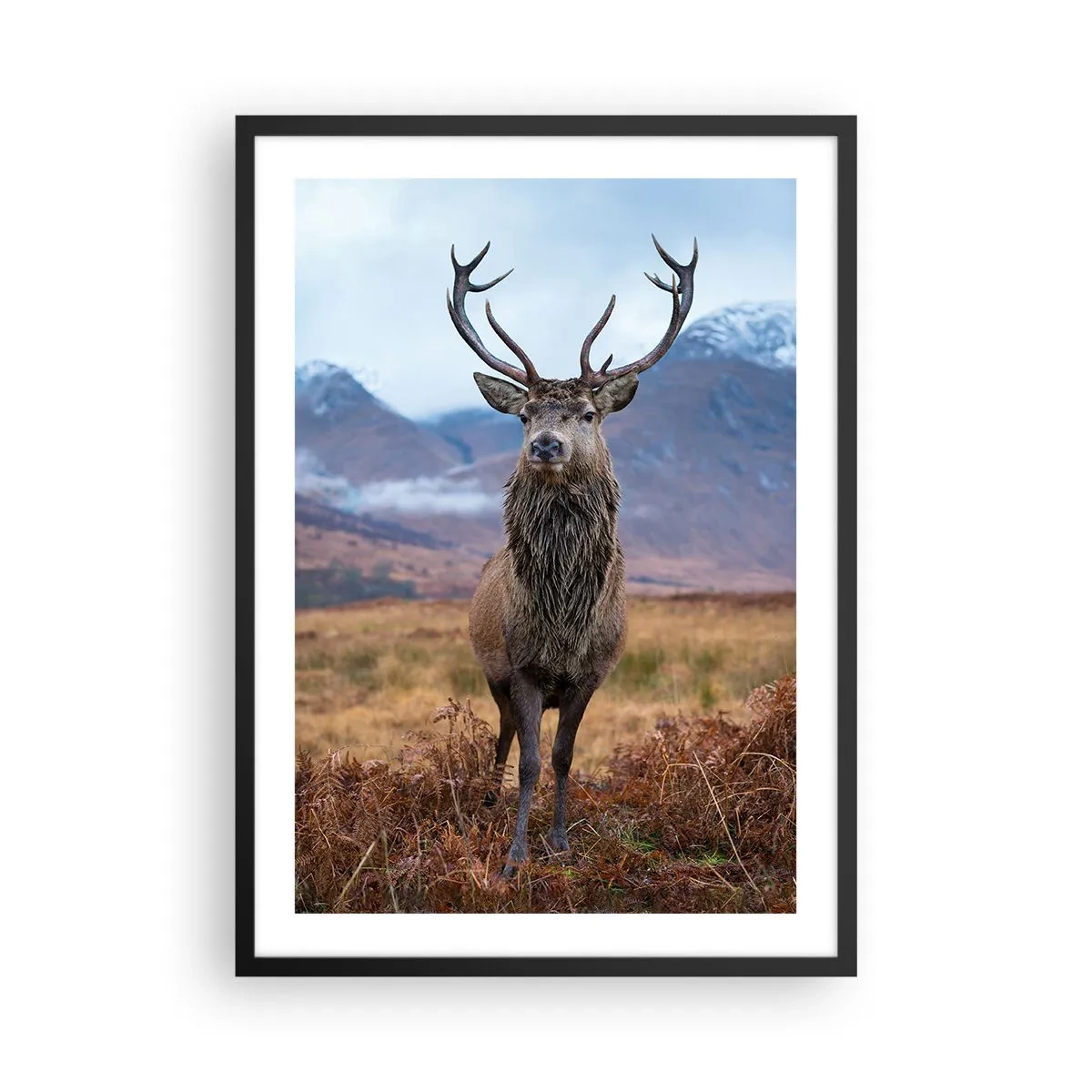 Affisch i svart ram - En stolt hjort mot en bergsbakgrund - 50x70cm - På egen mark - Modern väggdekoration för vardagsrum och sovrum ARTTOR