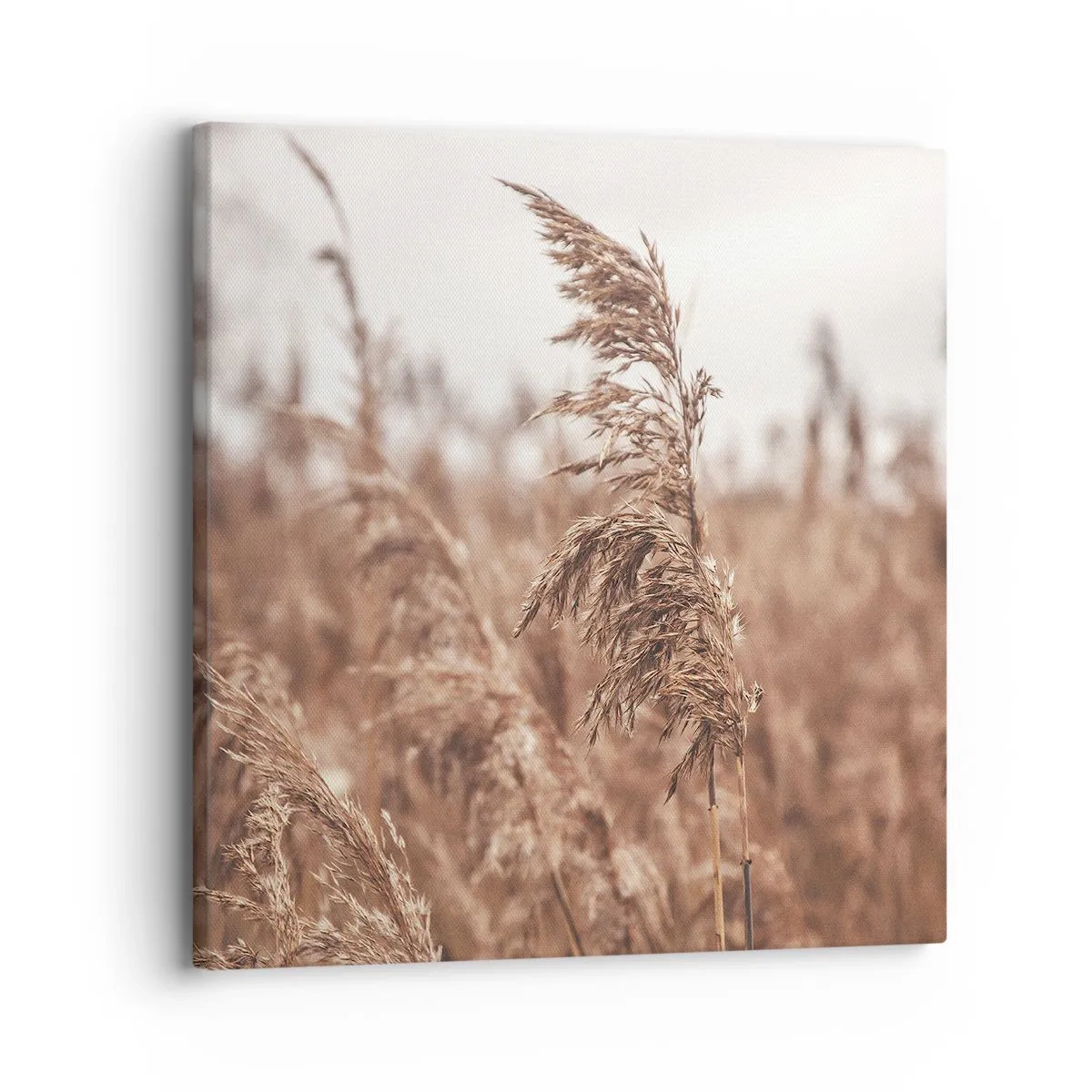 Canvastavla - Bild på duk - Hösten är framme på åkrarna - 30x30 cm