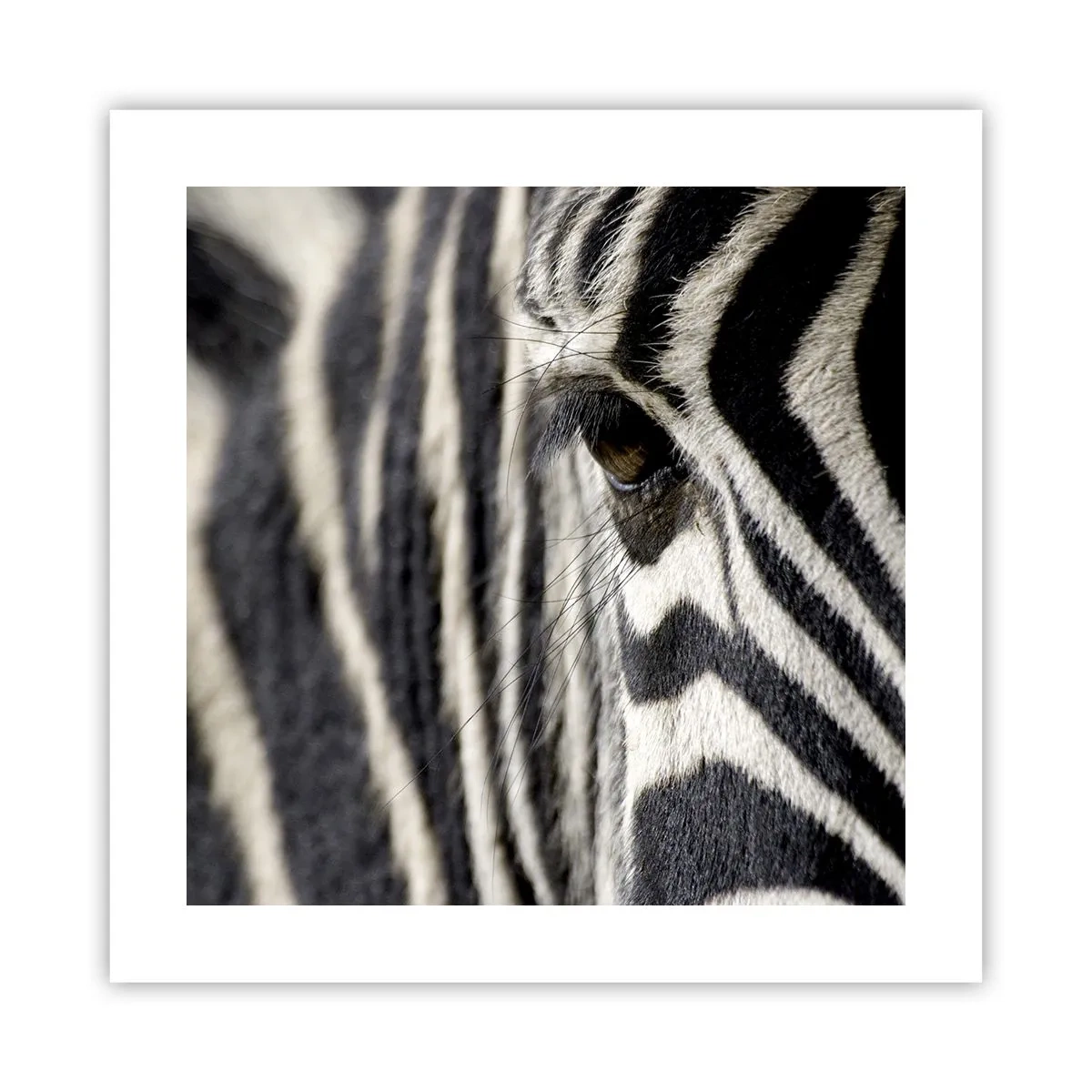 Affisch - Randig porträtt - 40x40 cm