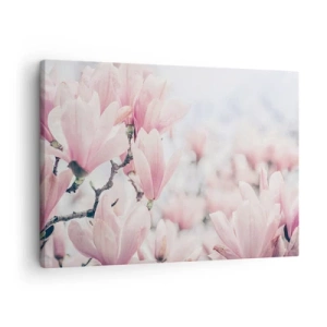 Canvastavla - Bild på duk - Subtila magnoliablommor i delikata rosa nyanser - 70x50cm - Perfekt subtilitet - Modern väggdekoration för vardagsrum och sovrum ARTTOR