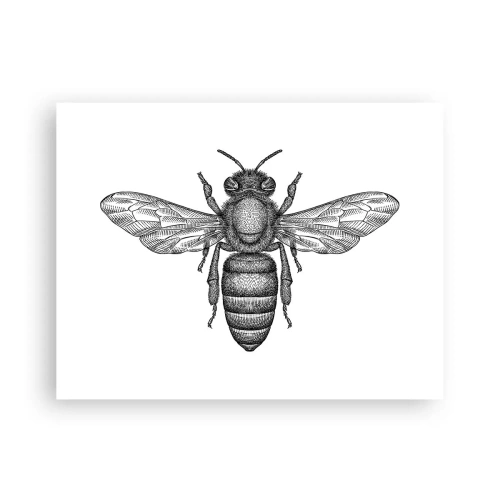 Affisch - Porträtt av en insekt - 40x30 cm