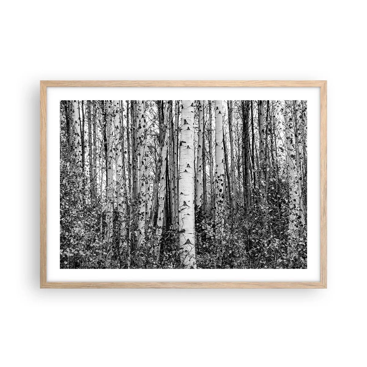 Affisch i ram av ljusek - Björkpelargång - 70x50 cm