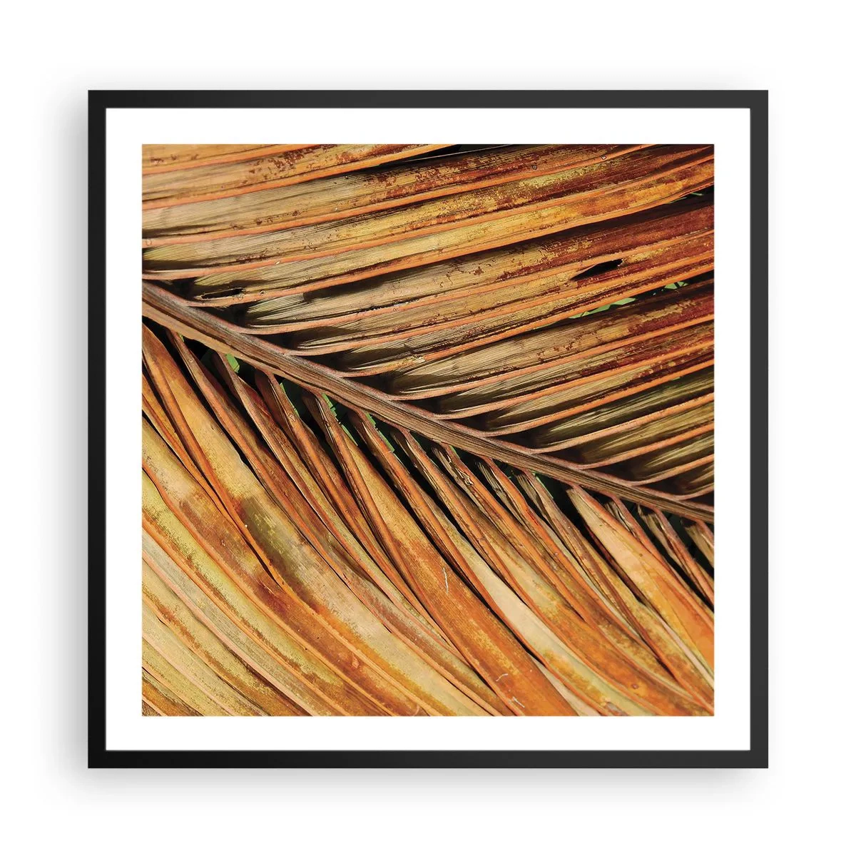 Affisch i svart ram - Kokosguld - 60x60 cm