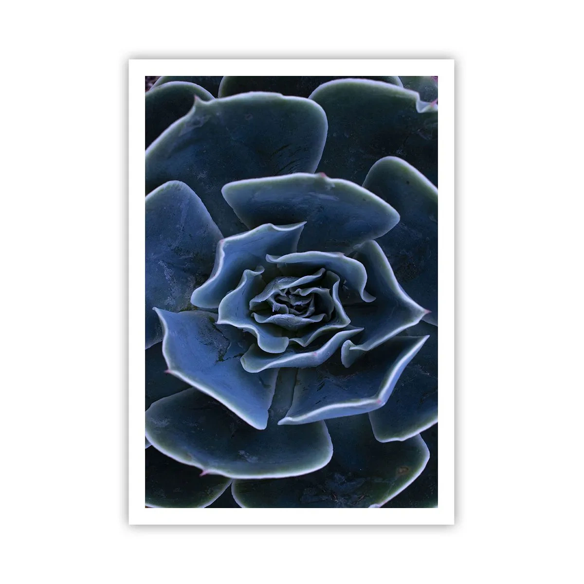 Affisch - Öknens blomma - 70x100 cm