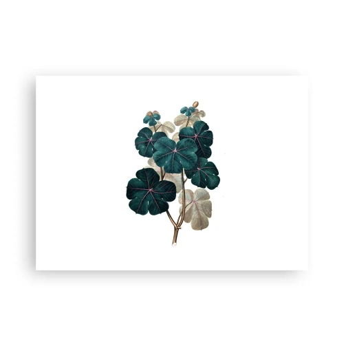 Affisch - Från ett gammalt herbarium - 70x50 cm