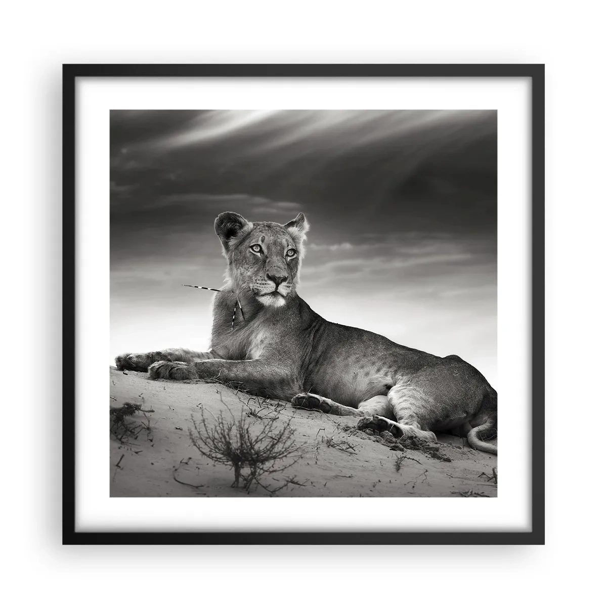 Affisch i svart ram - Öknens drottnings vila - 50x50 cm