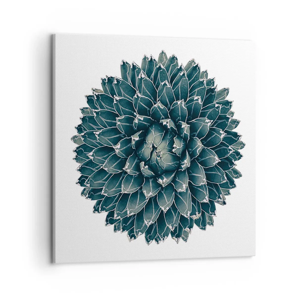 Canvastavla - Bild på duk - Öknens stjärna - 50x50 cm