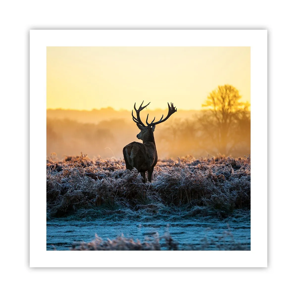 Affisch - Krönt på sin mark - 50x50 cm