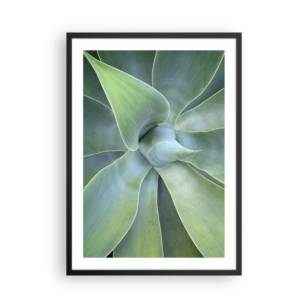 Affisch i svart ram - Närbild av symmetriska suckulenta blad - 50x70cm - Det gröna föds - Modern väggdekoration för vardagsrum och sovrum ARTTOR