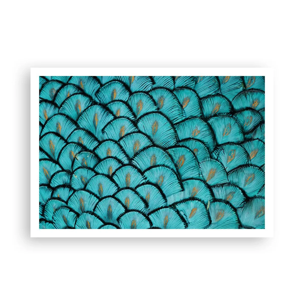 Affisch - Den stora fjädergalan - 100x70 cm