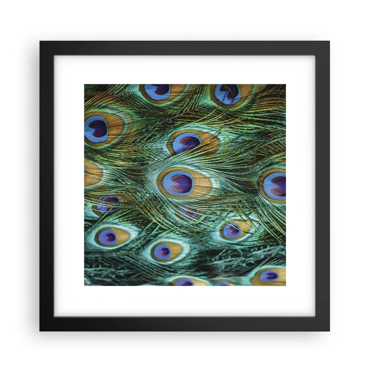 Affisch i svart ram - Påfågels blick - 30x30 cm