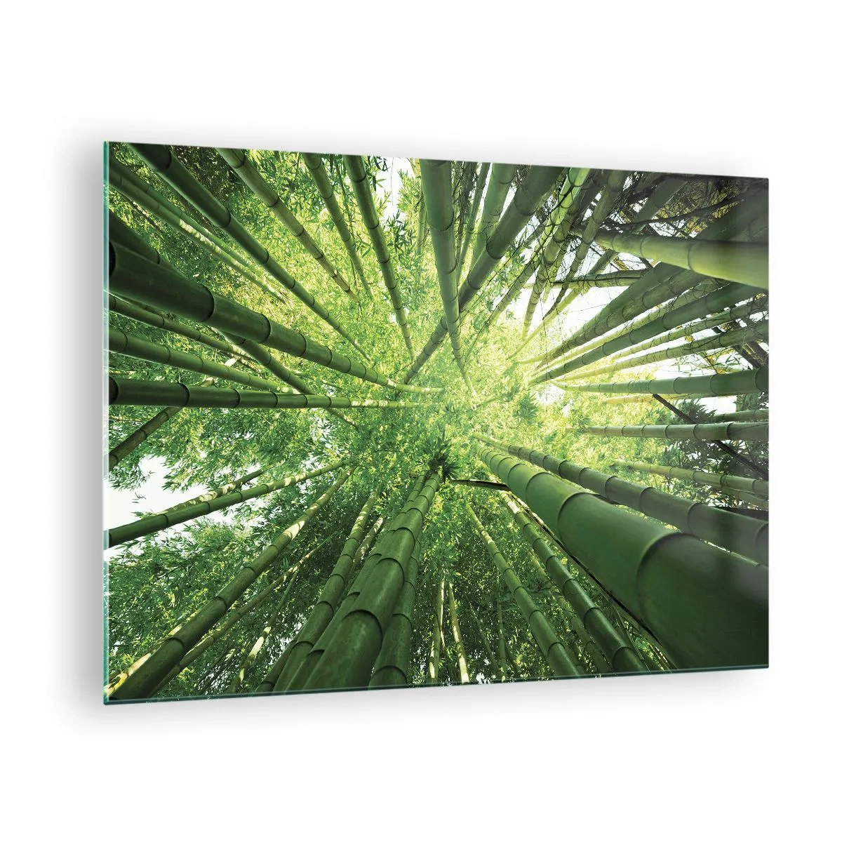 Glastavla - Bild på glas - Uppåtriktat perspektiv av bambuskogen - 70x50cm - I en bambushage - Modern väggdekoration för vardagsrum och sovrum ARTTOR