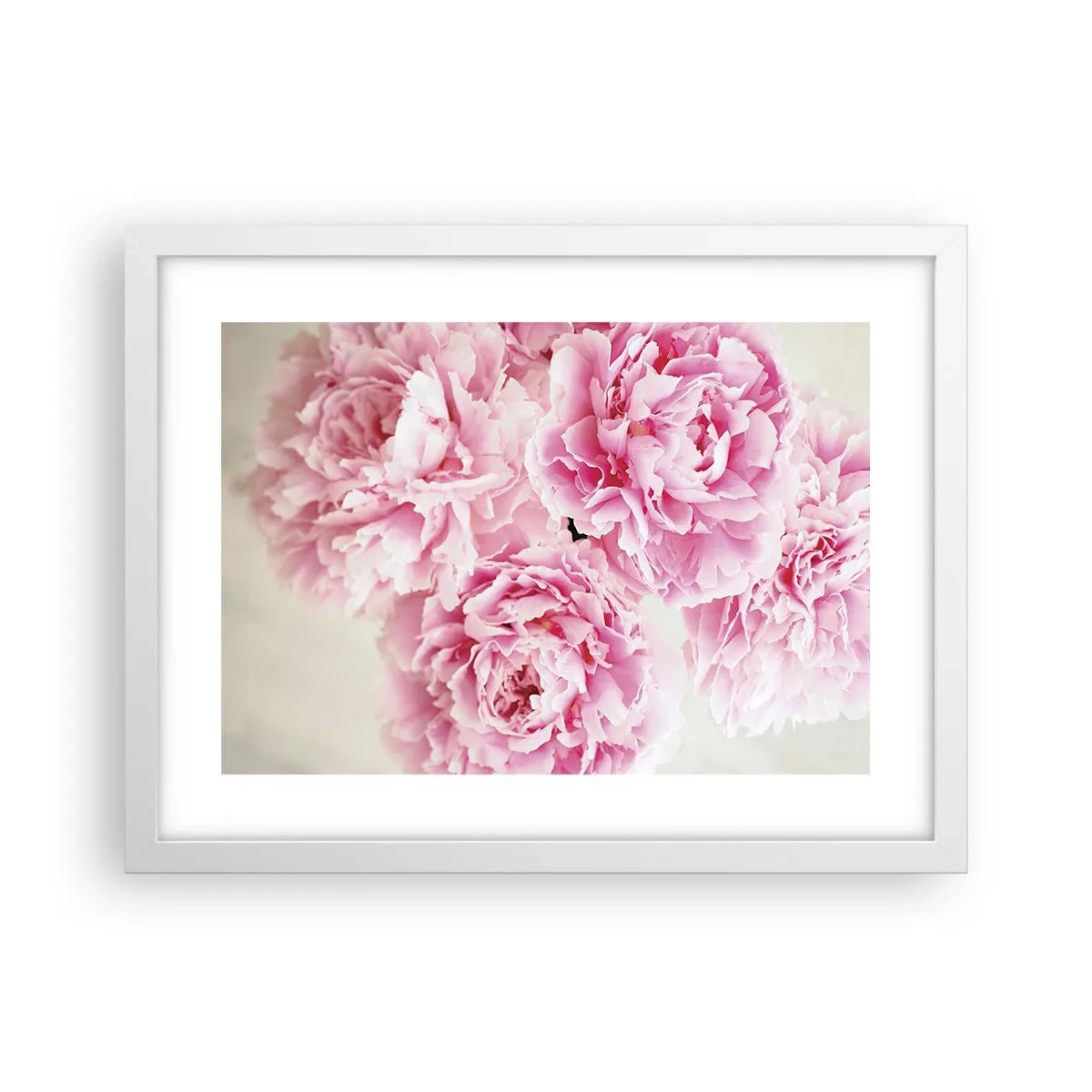 Affisch i vit ram - Rosa prakt - 40x30 cm
