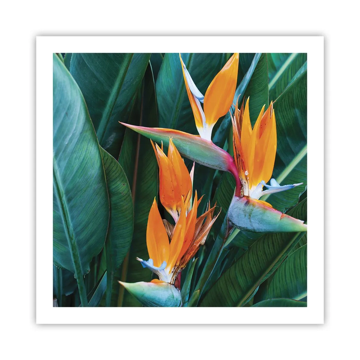 Affisch - Är det en blomma, eller en fågel? - 60x60 cm