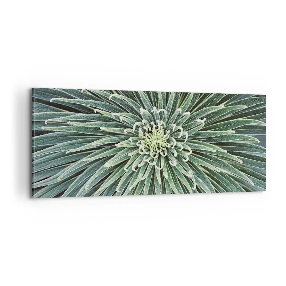 Canvastavla - Bild på duk - Stjärna föds - 100x40 cm
