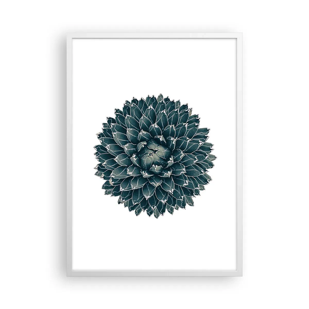 Affisch i vit ram - Öknens stjärna - 50x70 cm