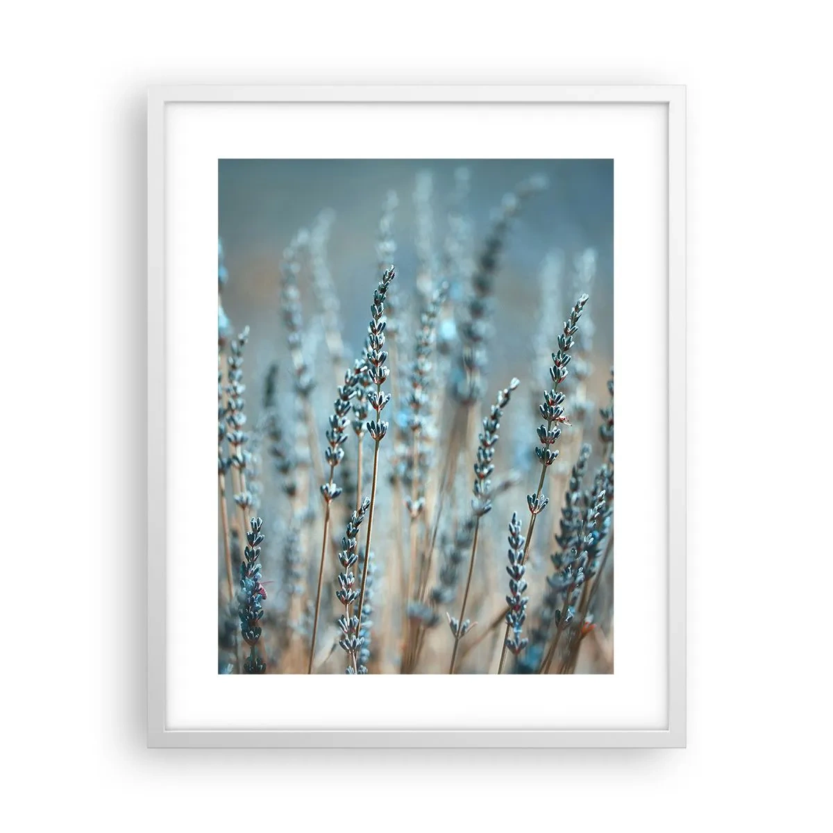 Affisch i vit ram - Doftande åkermark - 40x50 cm