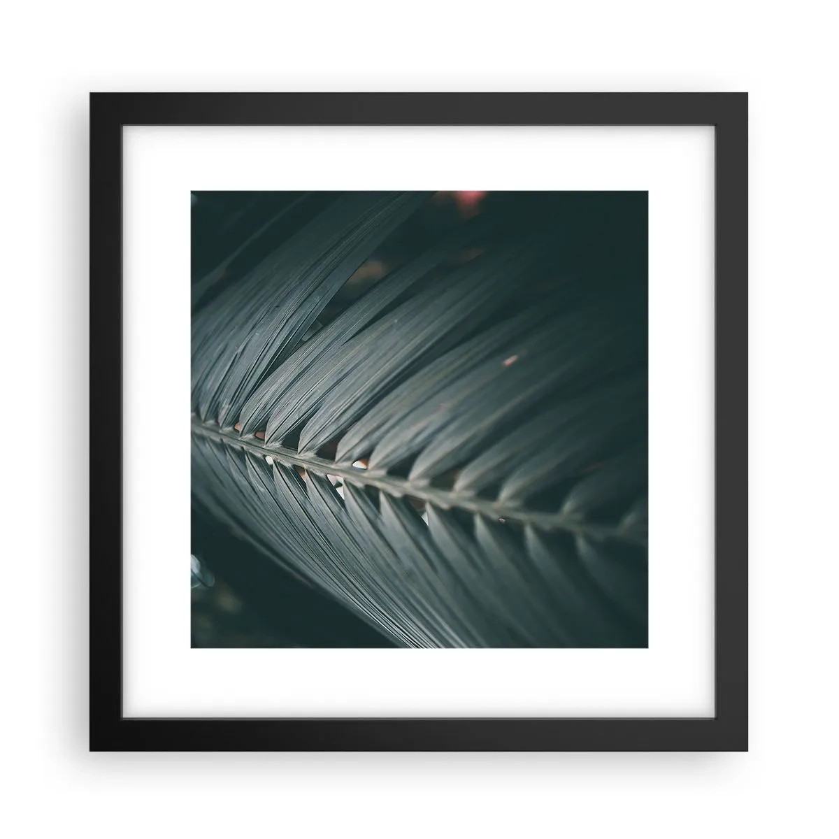 Affisch i svart ram - Naturens precision - 30x30 cm