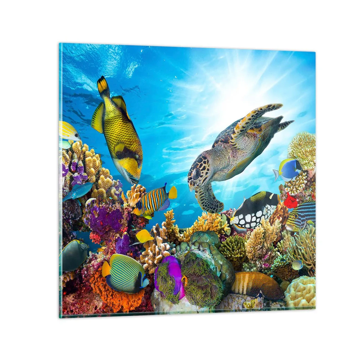 Glastavla - Bild på glas - Korallpromenad - 70x70 cm