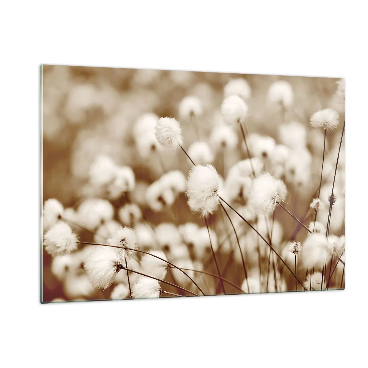 Glastavla - Bild på glas - Fluffig åkermark - 120x80 cm