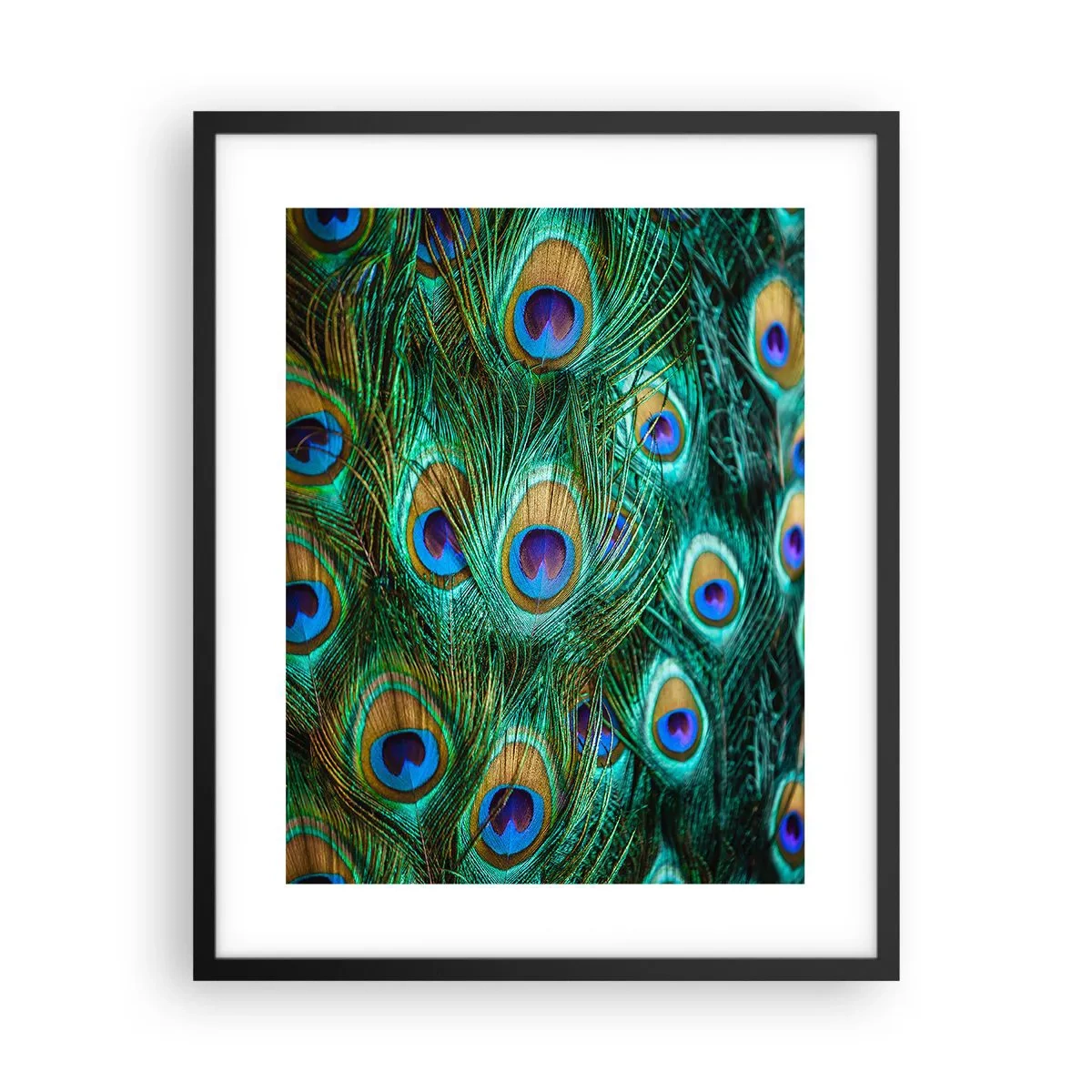 Affisch i svart ram - Påfågels blick - 40x50 cm