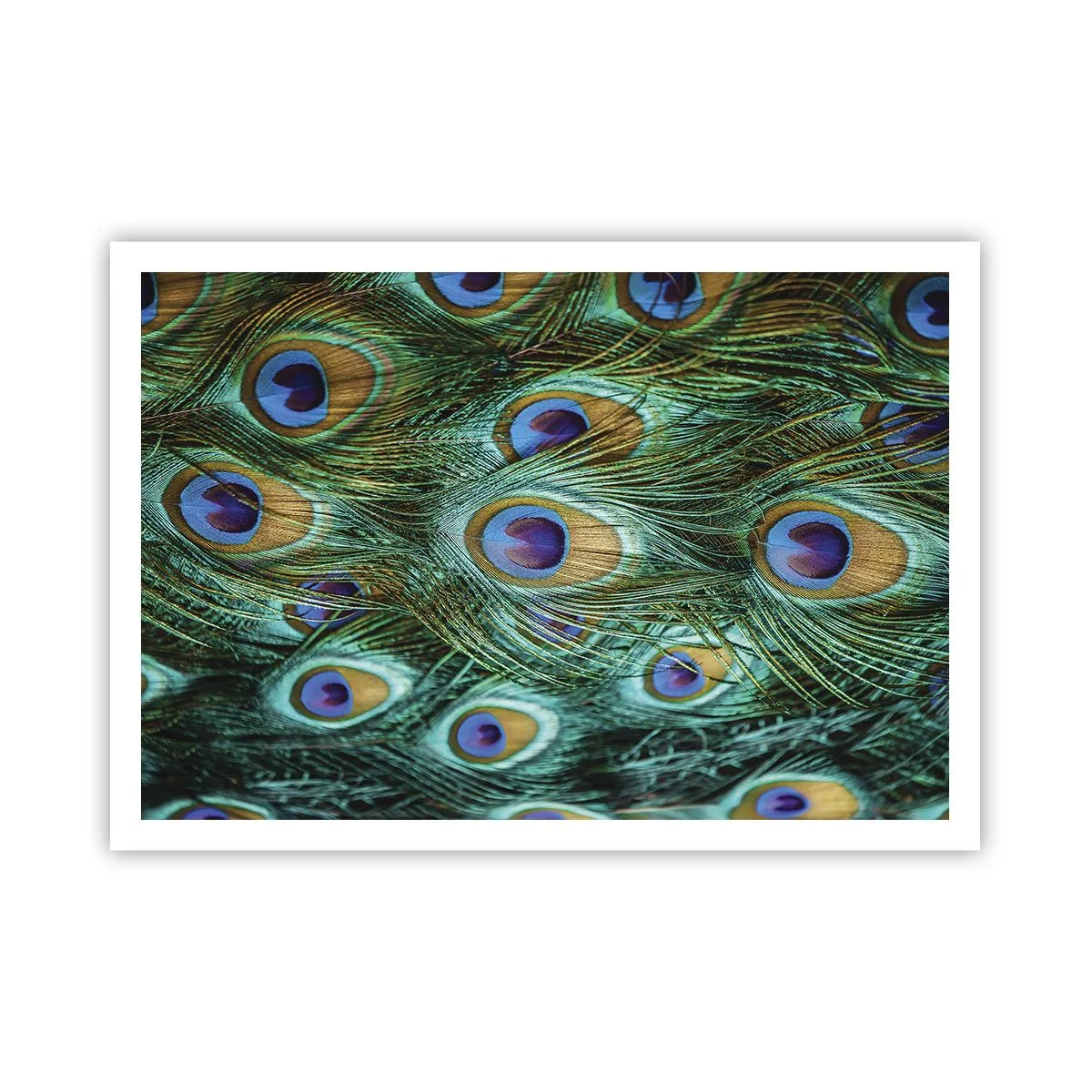 Affisch - Påfågels blick - 100x70 cm