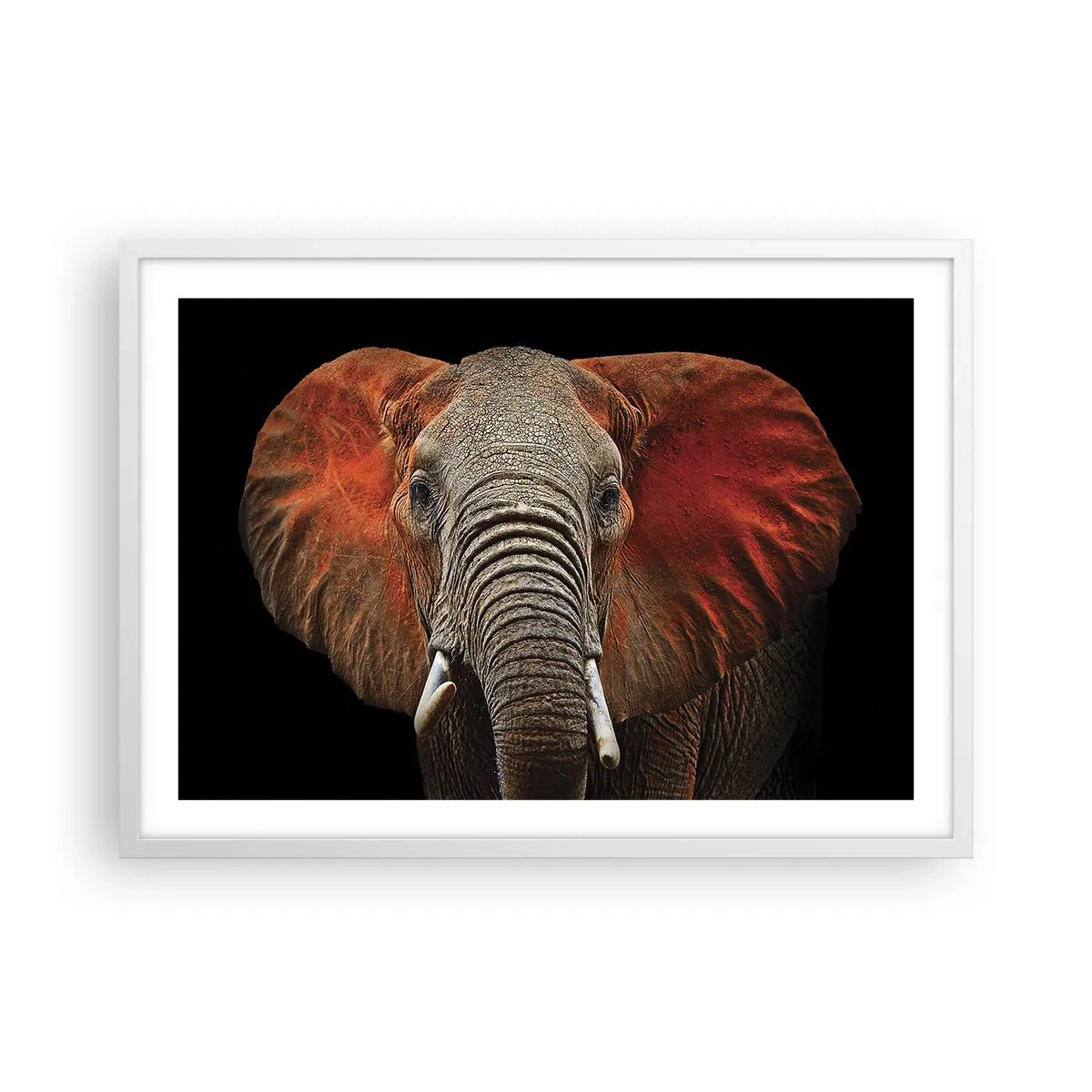 Affisch i vit ram - Jag är vild, och du? - 70x50 cm