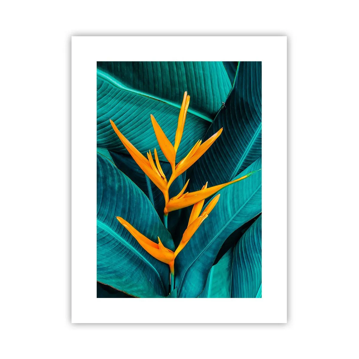 Affisch - Edens blomma - 30x40 cm