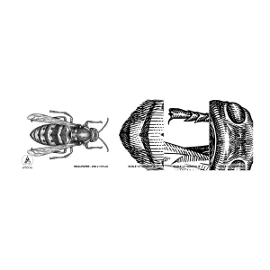 Fototapet Prov Standard Eco - Från insektplaneten  - Geting, Insekt, Minimalistisk - 100x30 cm