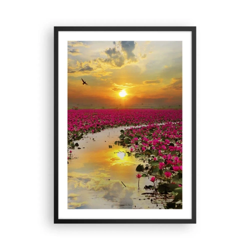 Affisch i svart ram - Ett fält av rosa näckrosor vid solnedgången - 50x70cm - Sjöns hemlighetsfulla liv - Modern väggdekoration för vardagsrum och sovrum ARTTOR