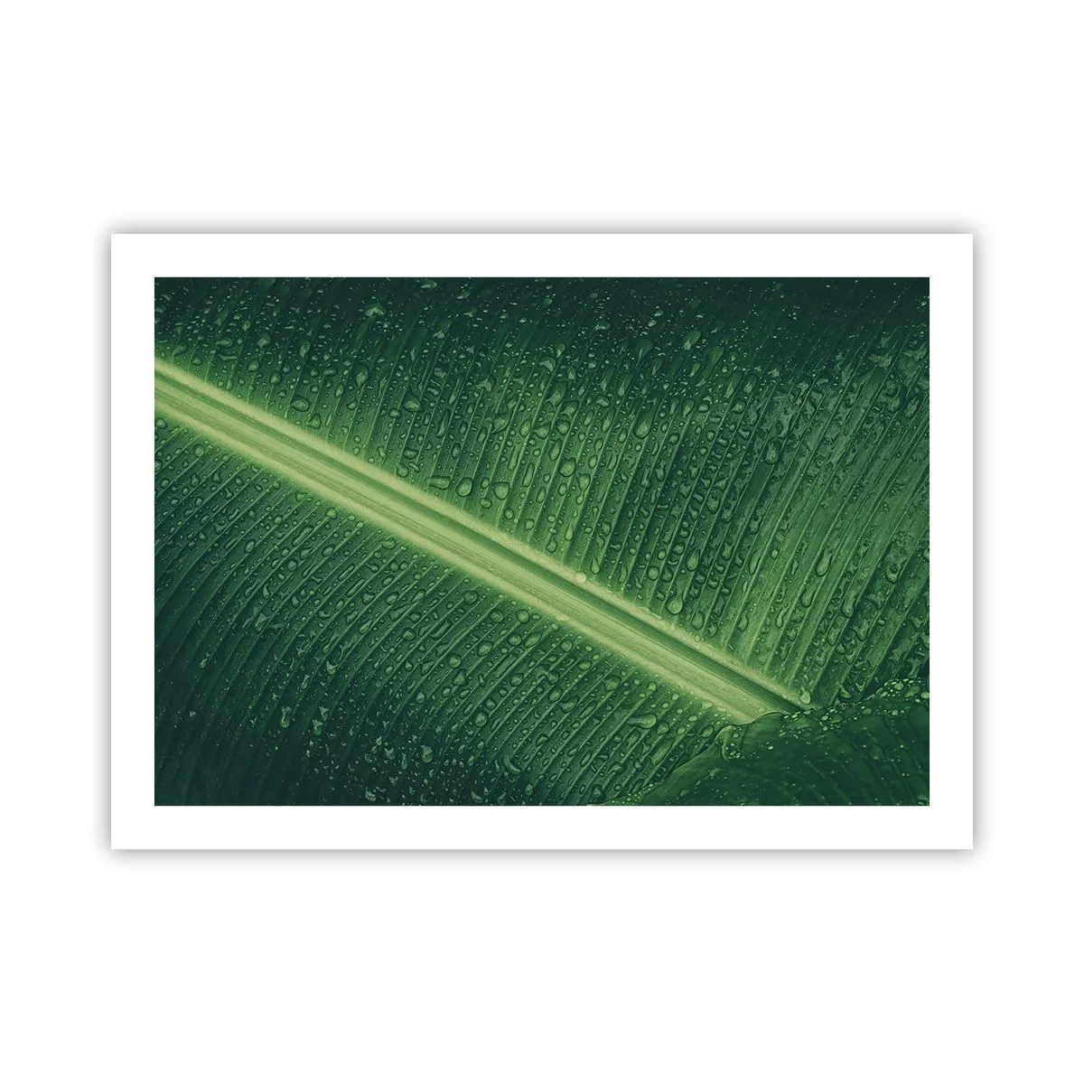 Affisch - Grönskans struktur - 70x50 cm