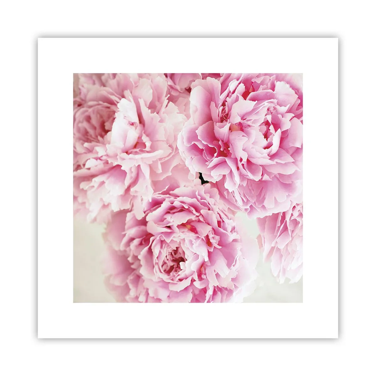 Affisch - Rosa prakt - 30x30 cm