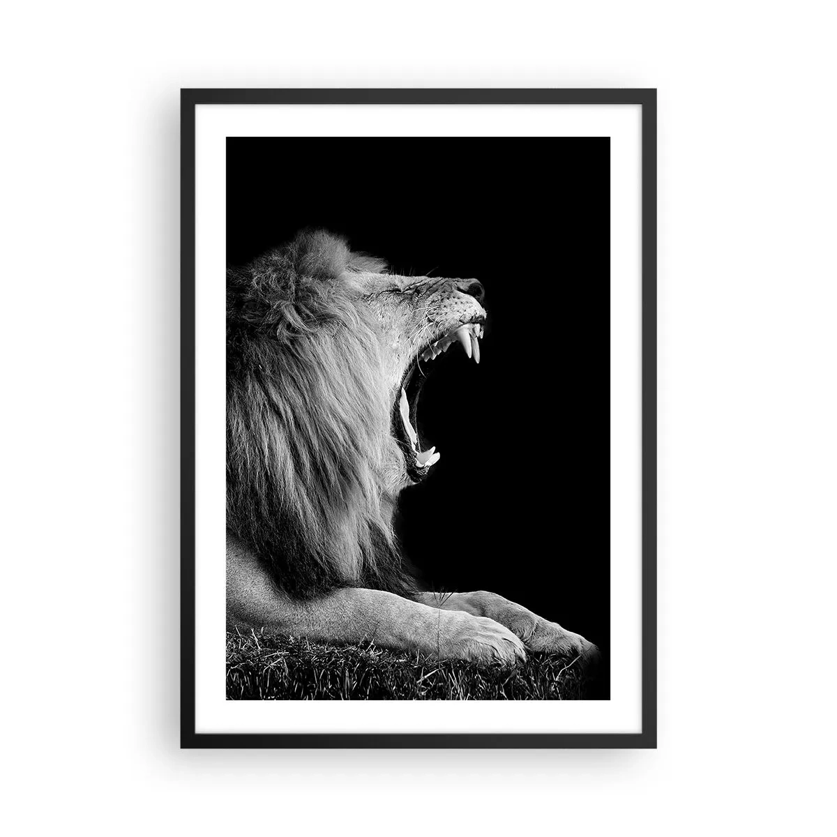 Affisch i svart ram - Ett rytande lejon i monokrom - 50x70cm - Utan någon tvekan - Modern väggdekoration för vardagsrum och sovrum ARTTOR
