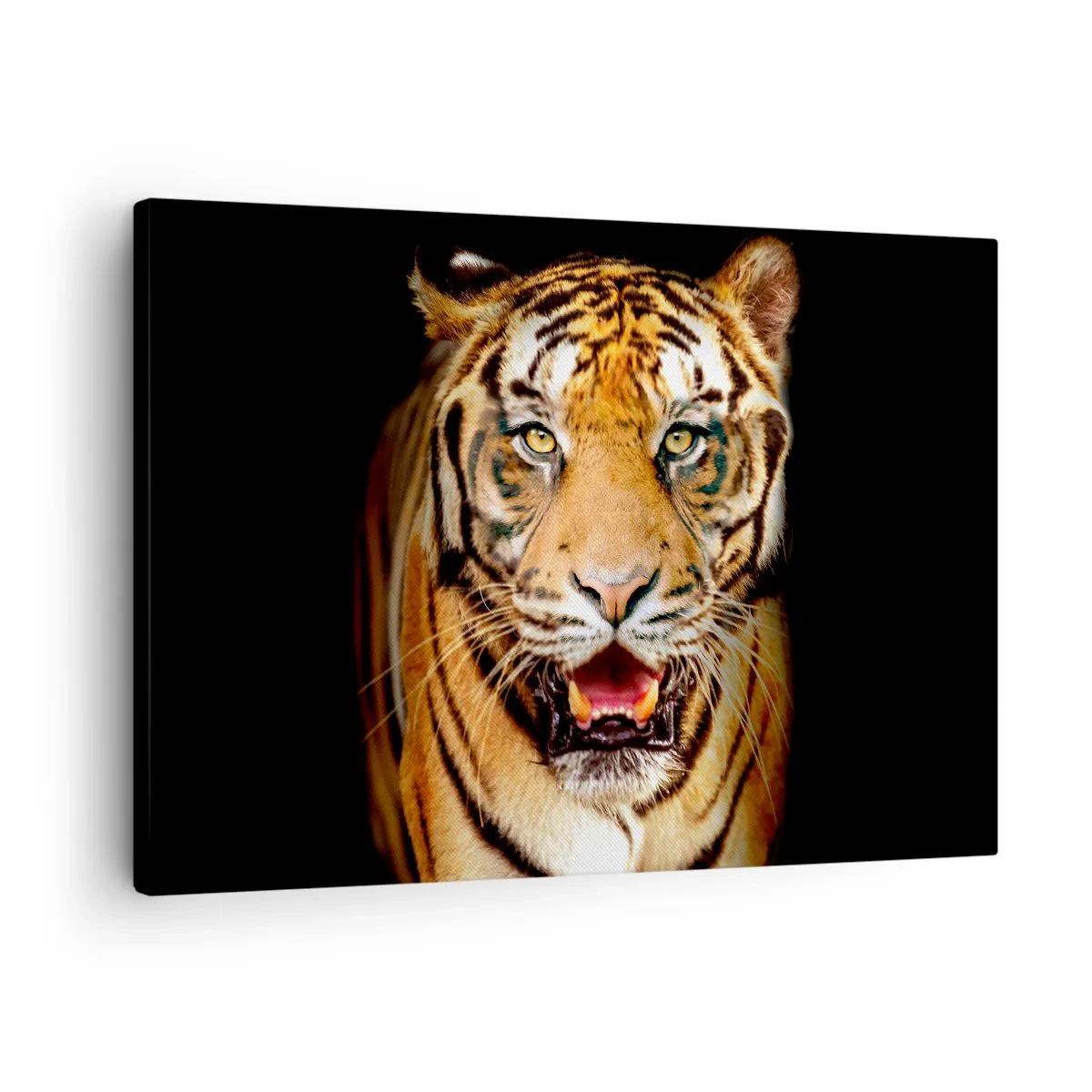Canvastavla - Bild på duk - En tiger med öppen mun mot svart bakgrund - 70x50cm - Vilt hjärta - Modern väggdekoration för vardagsrum och sovrum ARTTOR