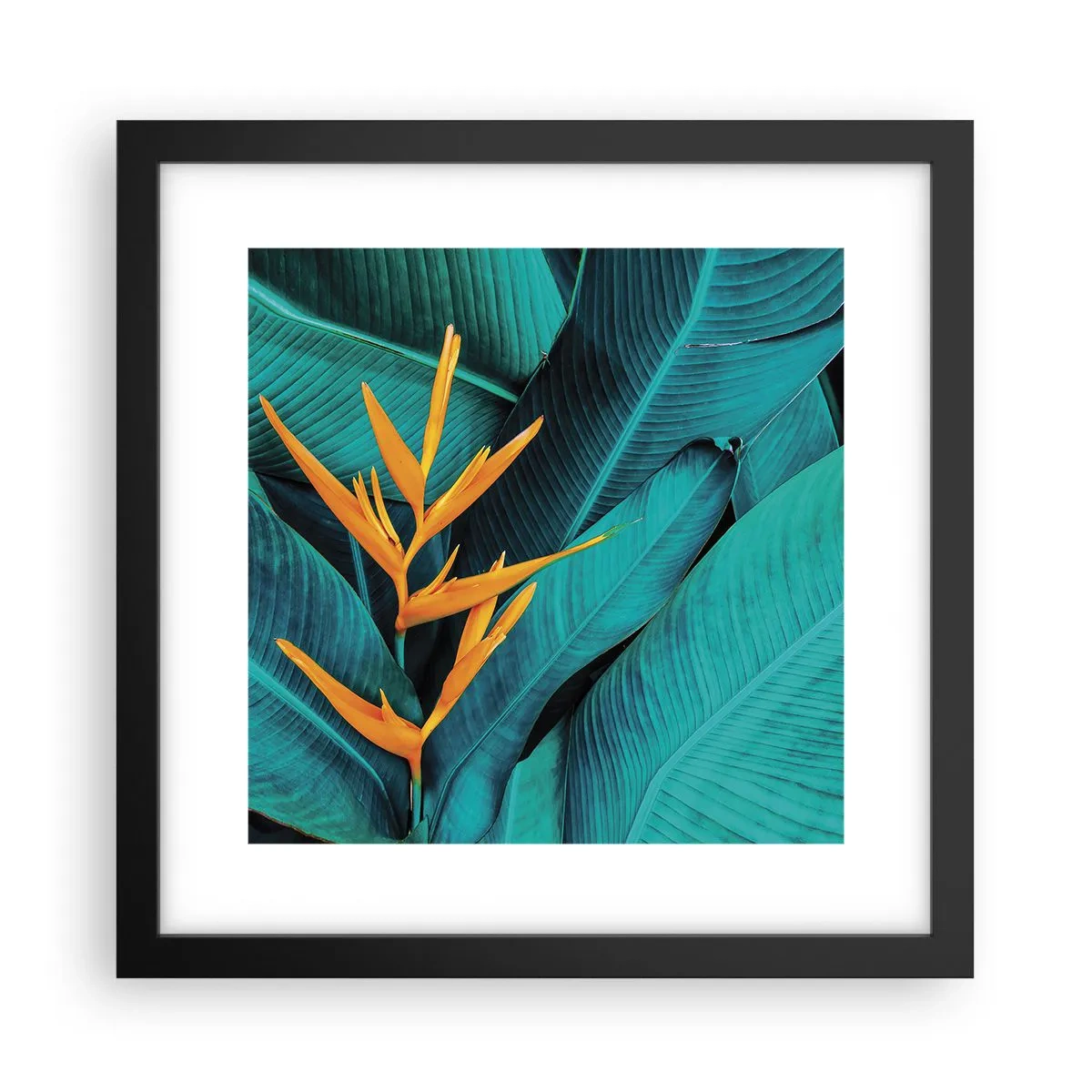 Affisch i svart ram - Edens blomma - 30x30 cm