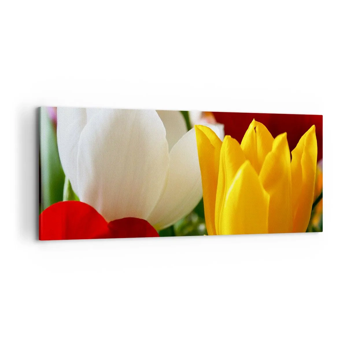 Canvastavla - Bild på duk - Tulpanfeber - 100x40 cm