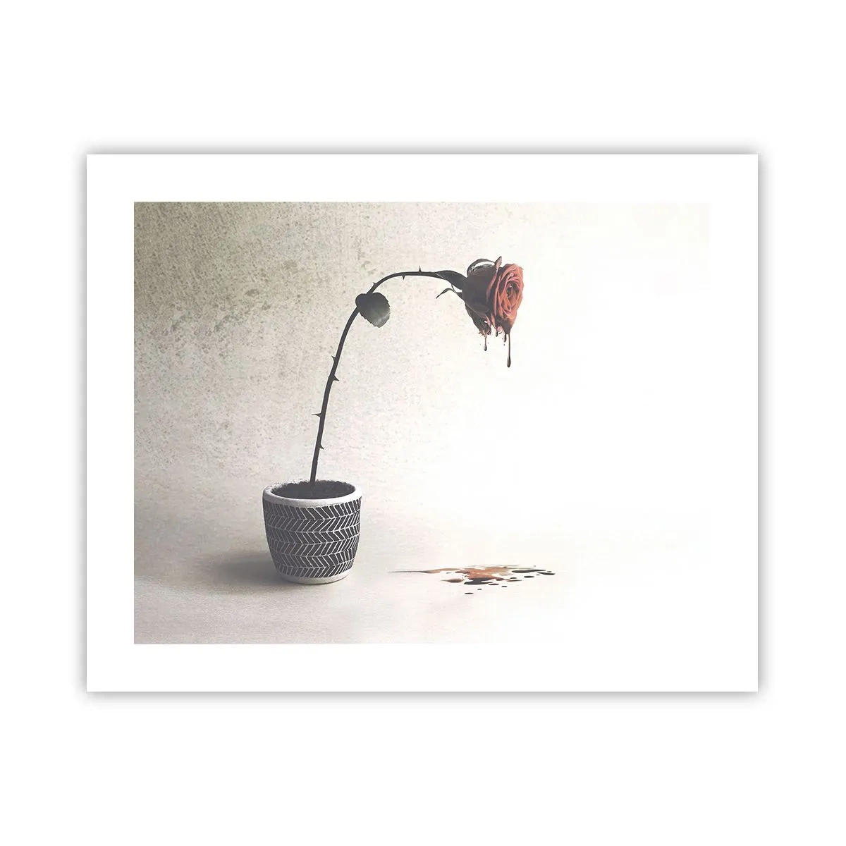 Affisch - Rosa dolorosa - 50x40 cm