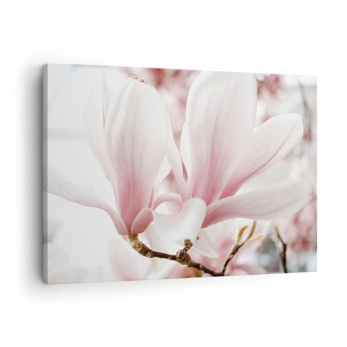 Canvastavla - Bild på duk - Fina magnoliablommor i pastellfärger - 70x50cm - Oändlig känslighet - Modern väggdekoration för vardagsrum och sovrum ARTTOR