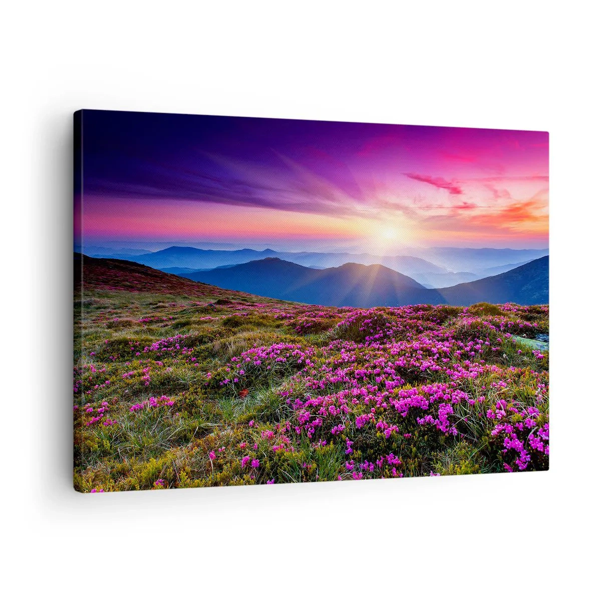Canvastavla - Bild på duk - Bergäng med blommor vid solnedgången - 70x50cm - Doftande örter - Modern väggdekoration för vardagsrum och sovrum ARTTOR