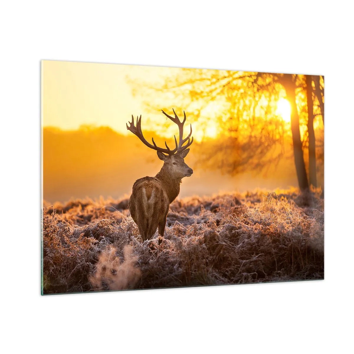 Glastavla - Bild på glas - Höstskogens kung - 100x70 cm