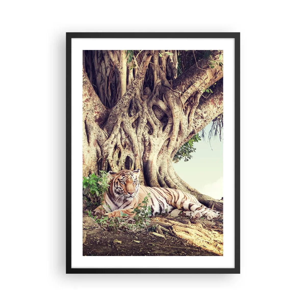Affisch i svart ram - En tiger som vilar under ett enormt träd med trassliga rötter. - 50x70cm - Vi från Första Moseboken - Modern väggdekoration för vardagsrum och sovrum ARTTOR