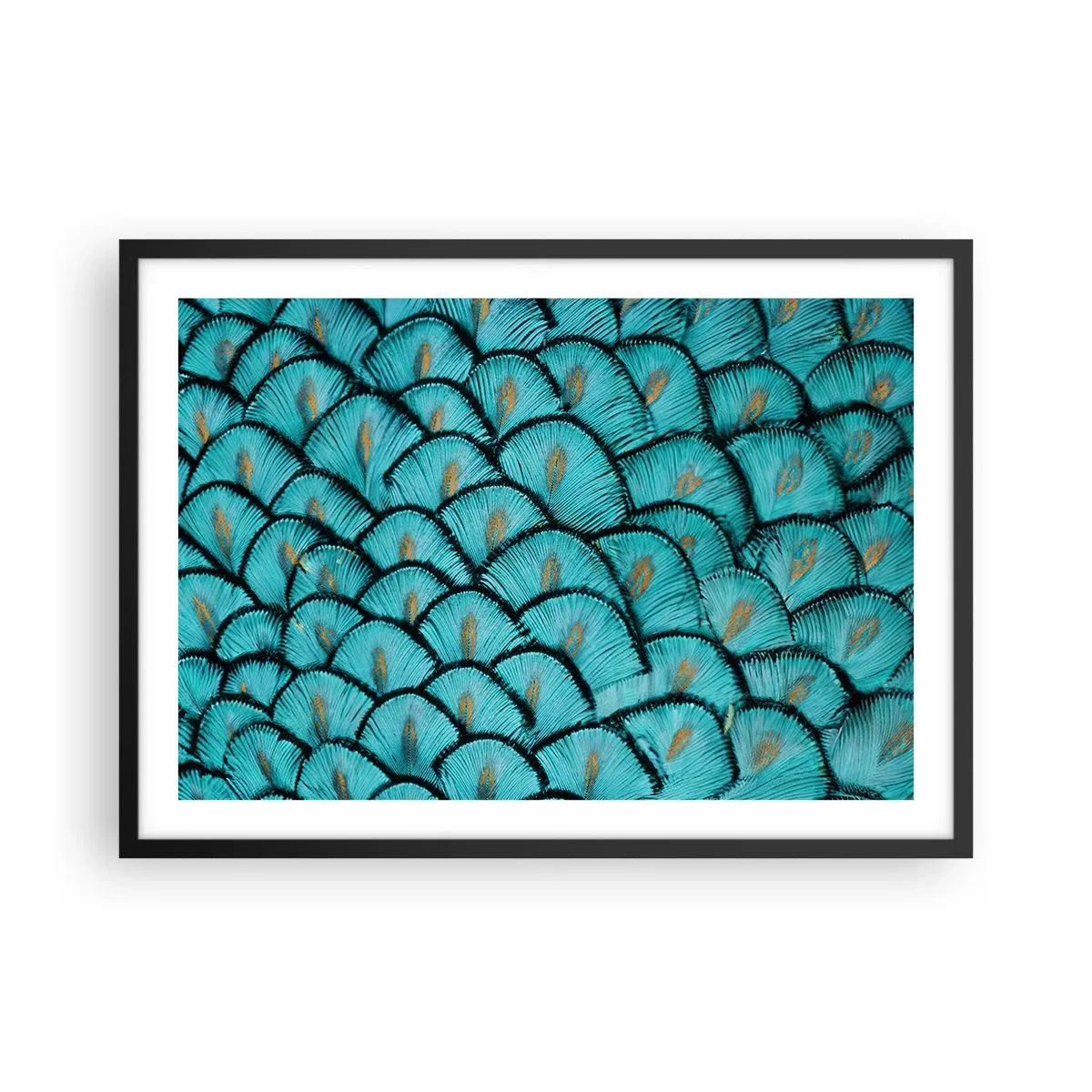 Affisch i svart ram - Den stora fjädergalan - 70x50 cm