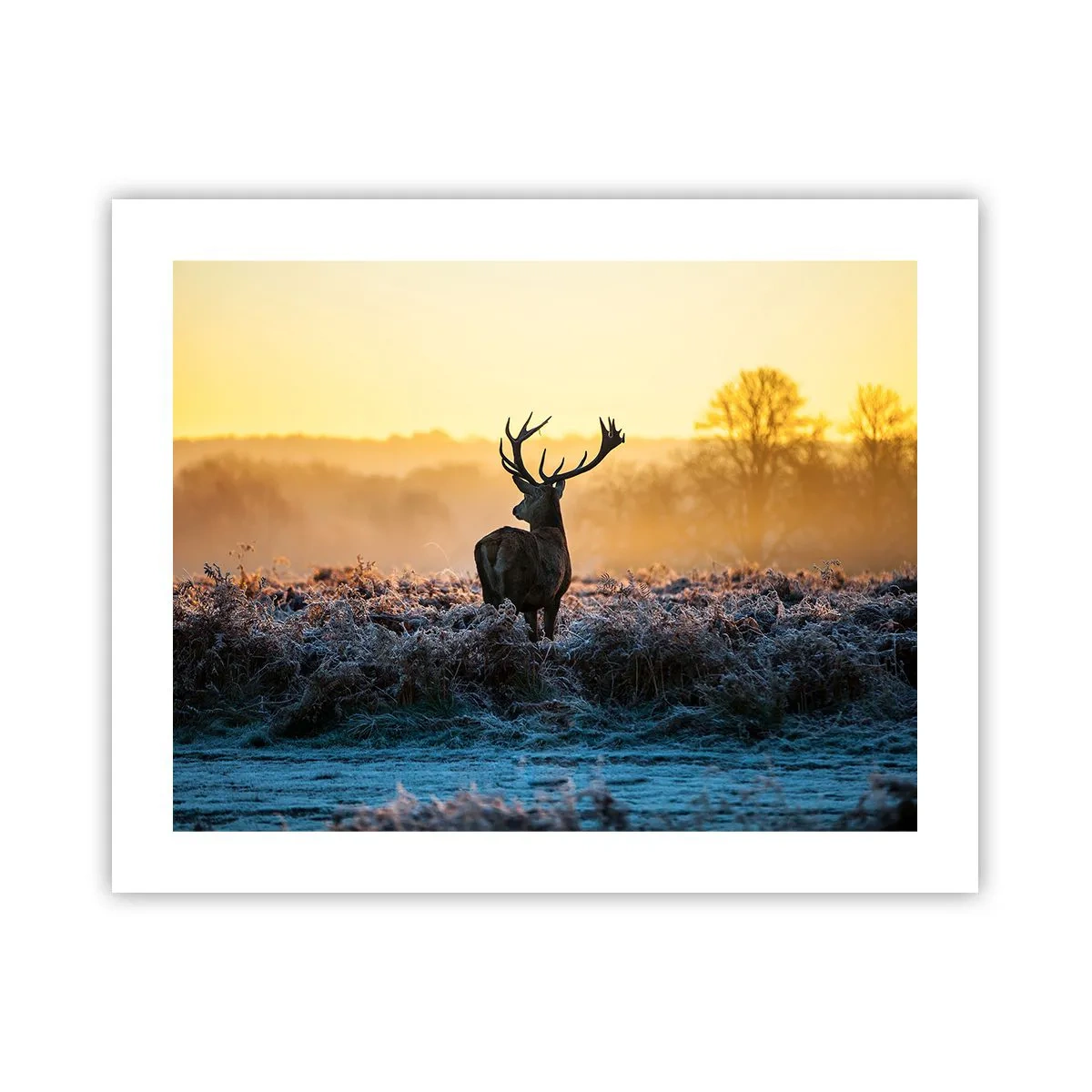 Affisch - Krönt på sin mark - 50x40 cm