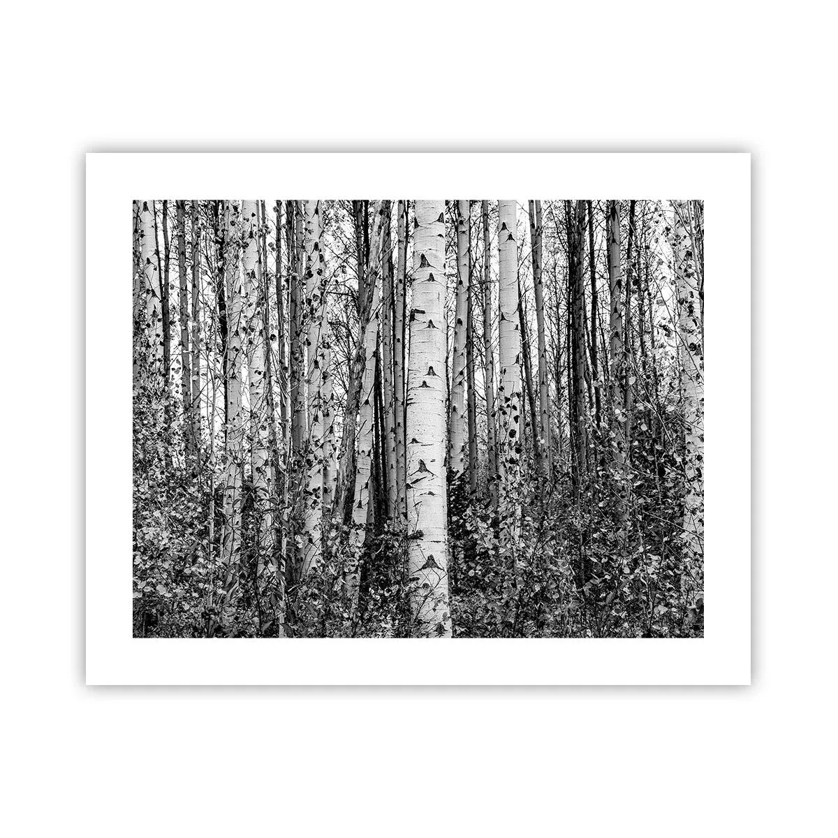 Affisch - Björkpelargång - 50x40 cm