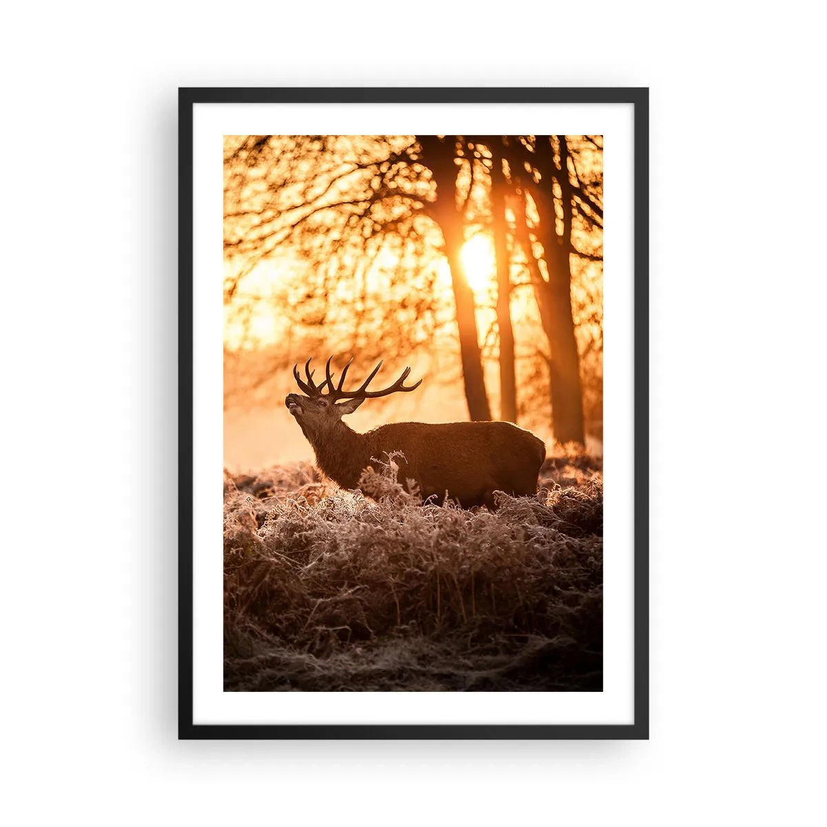 Affisch i svart ram - Hjort i den uppgående solens strålar mot bakgrund av skogen - 50x70cm - Jägarens dröm - Modern väggdekoration för vardagsrum och sovrum ARTTOR