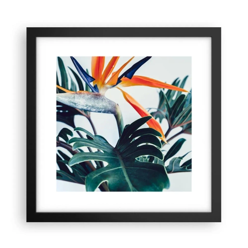 Affisch i svart ram - Fågelbuske - 30x30 cm