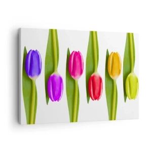 Canvastavla - Bild på duk - Flerfärgade tulpaner arrangerade i rad på vit bakgrund - 70x50cm - Regnbågskomposition - Modern väggdekoration för vardagsrum och sovrum ARTTOR