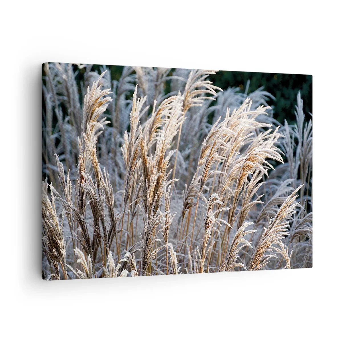 Canvastavla - Bild på duk - Vintergrässtrån täckta med frost mot en mörkgrön bakgrund - 70x50cm - Frostprydda - Modern väggdekoration för vardagsrum och sovrum ARTTOR