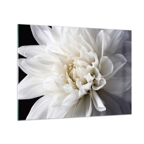 Glastavla - Bild på glas - En närbild av en vit dahlia på en svart och grå bakgrund - 70x50cm - En bruds morgon - Modern väggdekoration för vardagsrum och sovrum ARTTOR