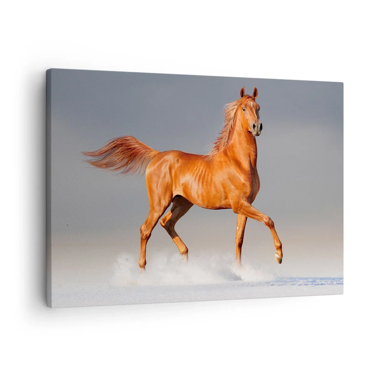 Canvastavla - Bild på duk - En galopperande häst mot en blå himmel - 70x50cm - Dansande grace - Modern väggdekoration för vardagsrum och sovrum ARTTOR